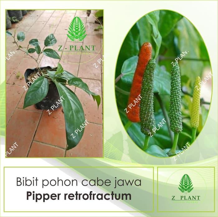 Bibit pohon cabe jawa/Tanaman cabai jawa/Pipper retrofractum