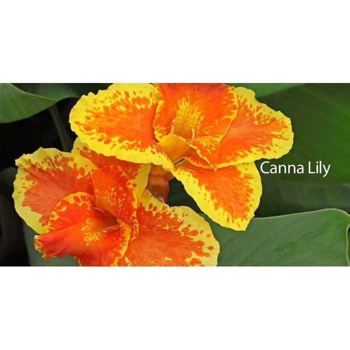 Benih / BIbit / Seed Canna Lily Bunga Tasbih Cantik Cocok Tempat Panas Unik Murah Minimalis
