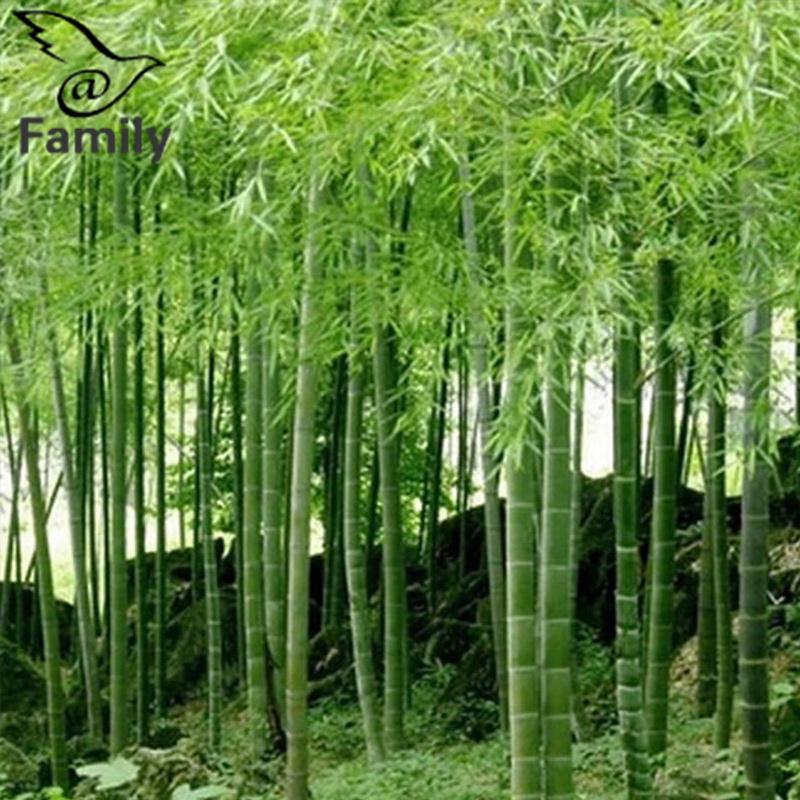 Keluarga Besar: 100 Pcs Phyllostachys Pubescens Moso Bambu Penanaman Bibit Abadi Rumah Tanaman-Intl