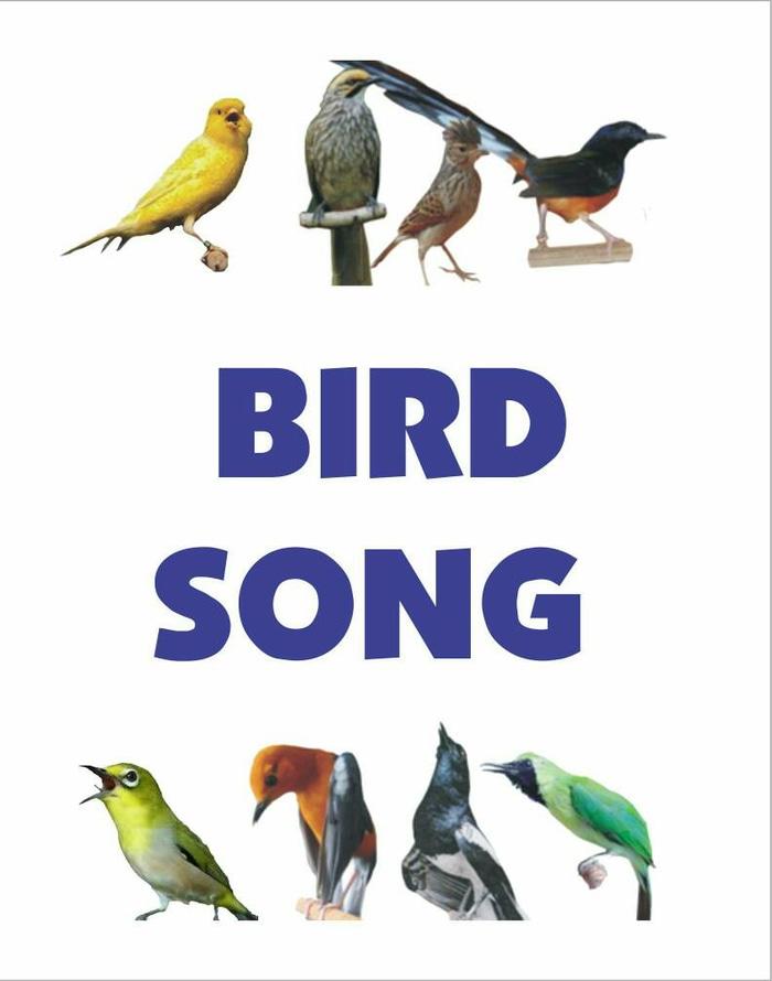 Bird Song (Speaker MP3 masteran isian burung kicau)