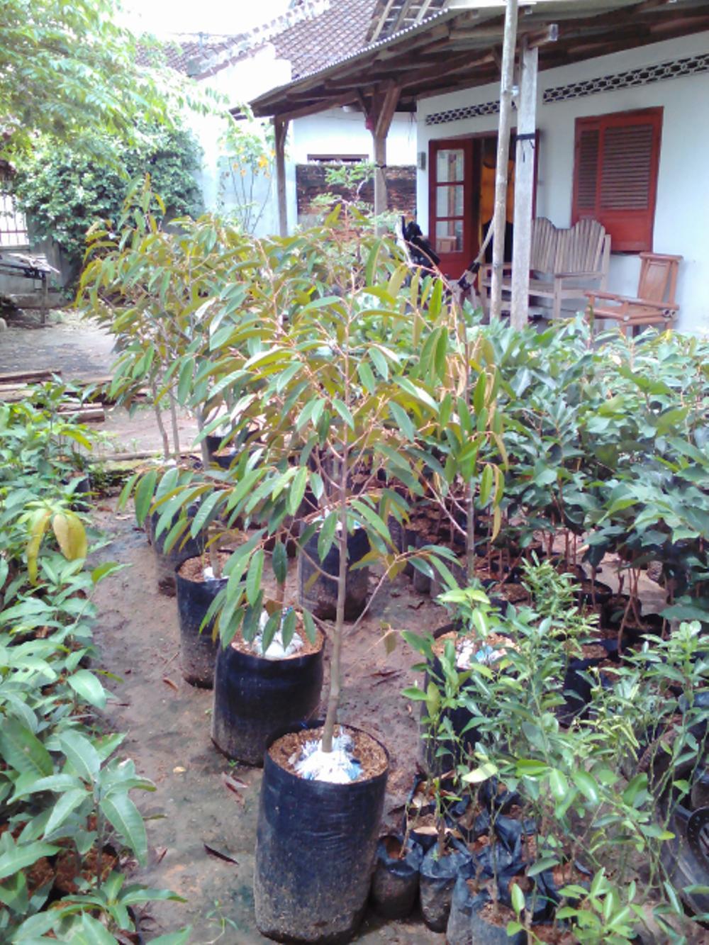 Bibit Durian Bangkok(2 Gratis 1 Bibit Jeruk Manis)