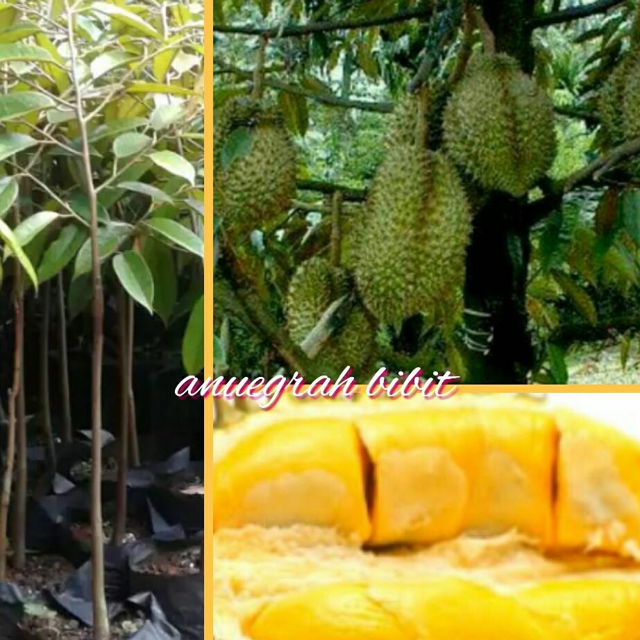 Bibit Durian Montong Unggulan