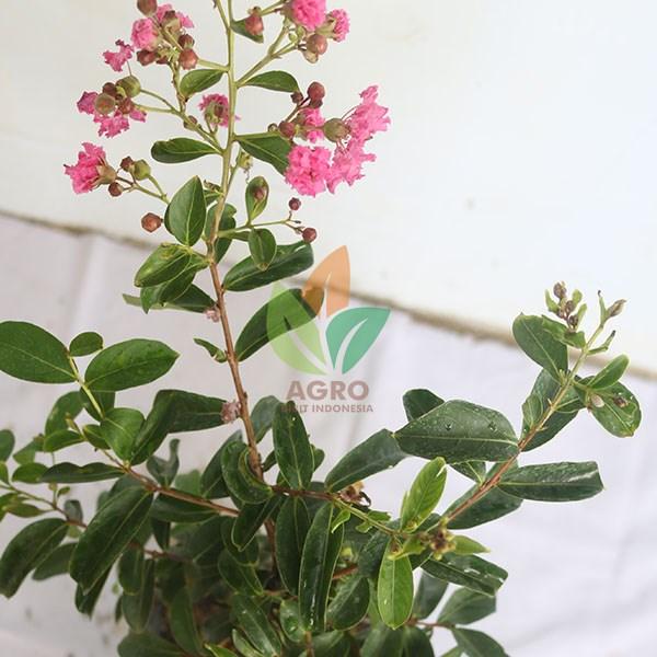 Bunga Sakura Lokal 50 Cm