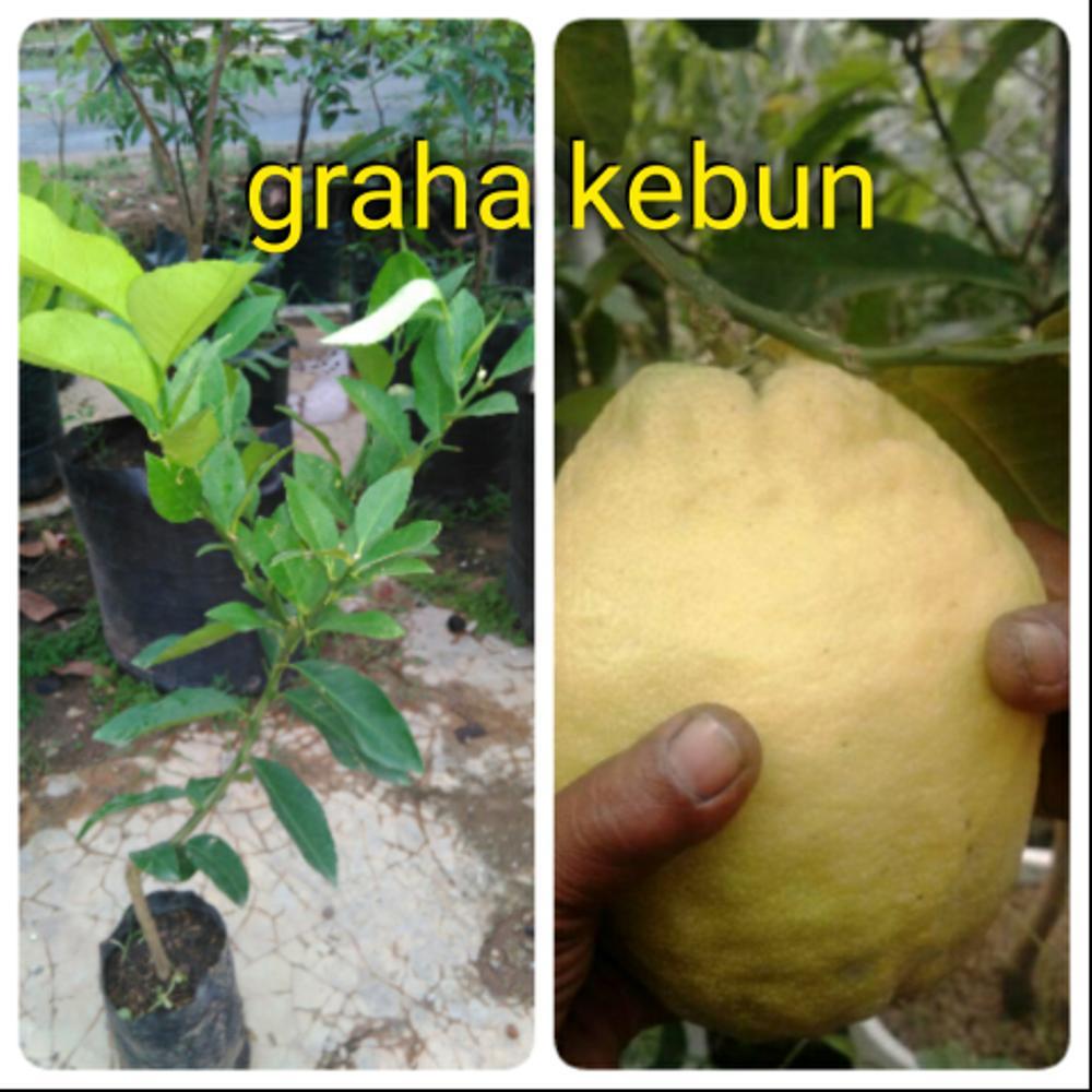 Bibit Jeruk Lemon Impor