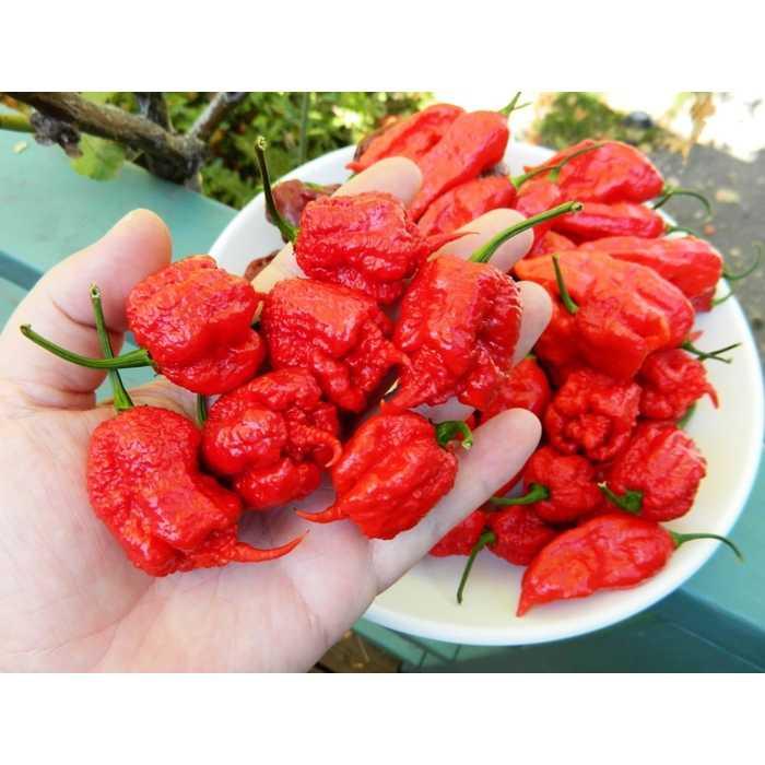 Best Seller!!! Bibit Cabe Carolina Unik Murah Minimalis