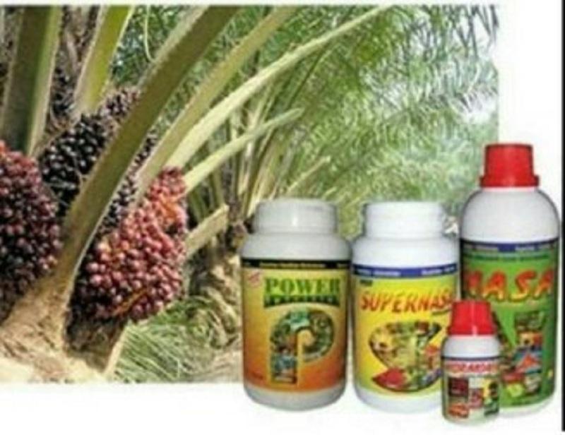 PAKET BUDIDAYA KELAPA SAWIT NASA