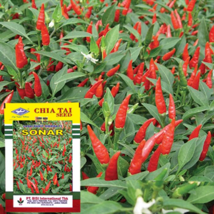 Benih-Bibit Cabe Rawit Sonar F1 (BISI)