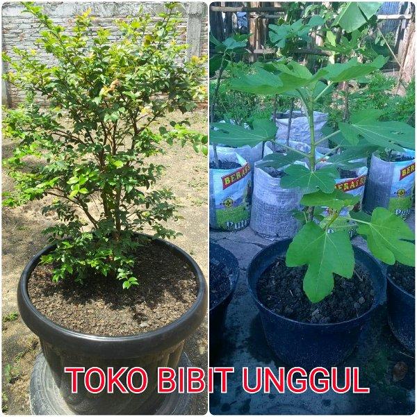 PAKET 2 BIBIT BUAH ANGGUR BRAZIL - TIN MERAH