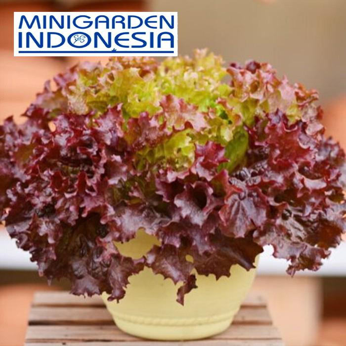 150 Benih Selada merah Red Rapid F1 bibit tanaman sayur sayuran hidroponik cocok u lalap