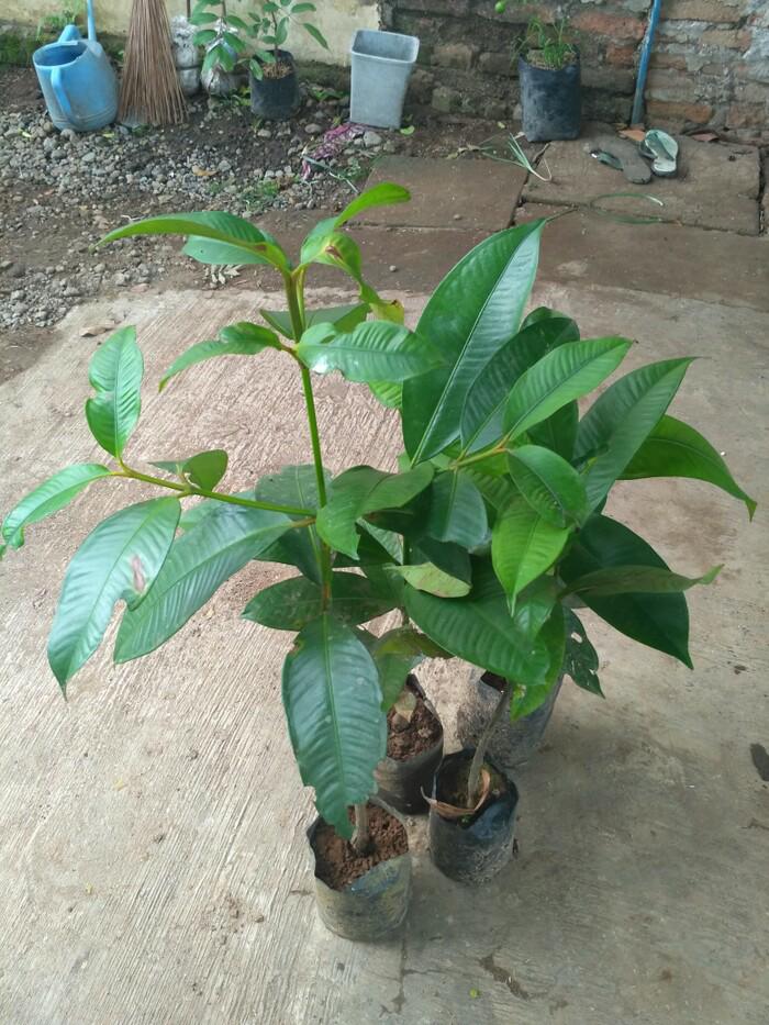 Bibit Tanaman Buah Manggis Super