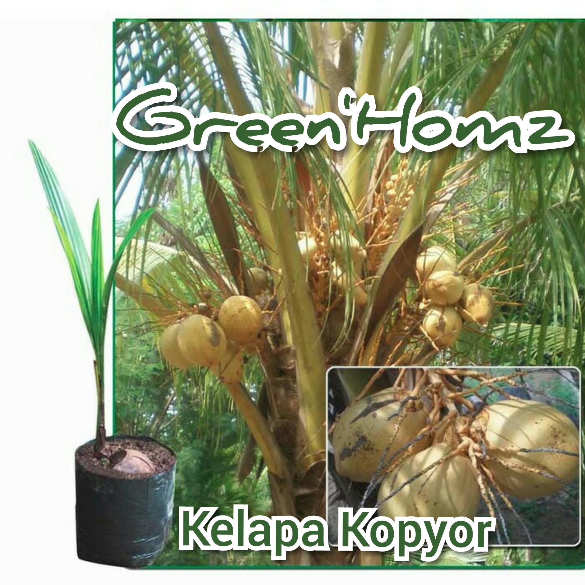 bibit buah kelapa kopyor unggul