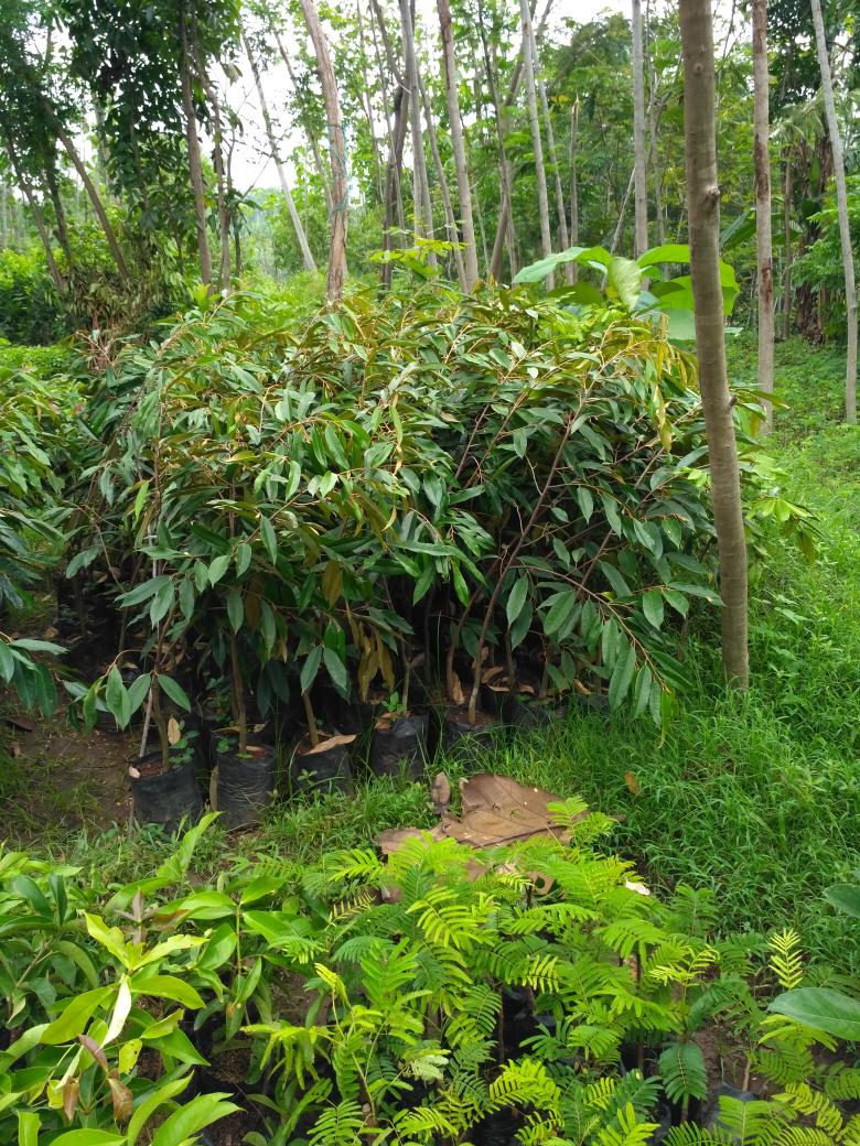 bibit buah durian montong
