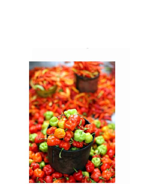 Amefurashi 10 Bibit / Benih / Seed Cabe Katokkon Mudah Tumbuh Hot Pepper
