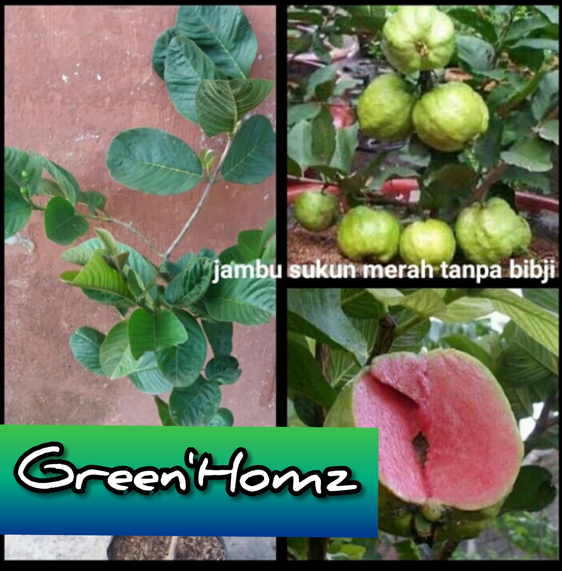 bibit jambu sukun merah non biji