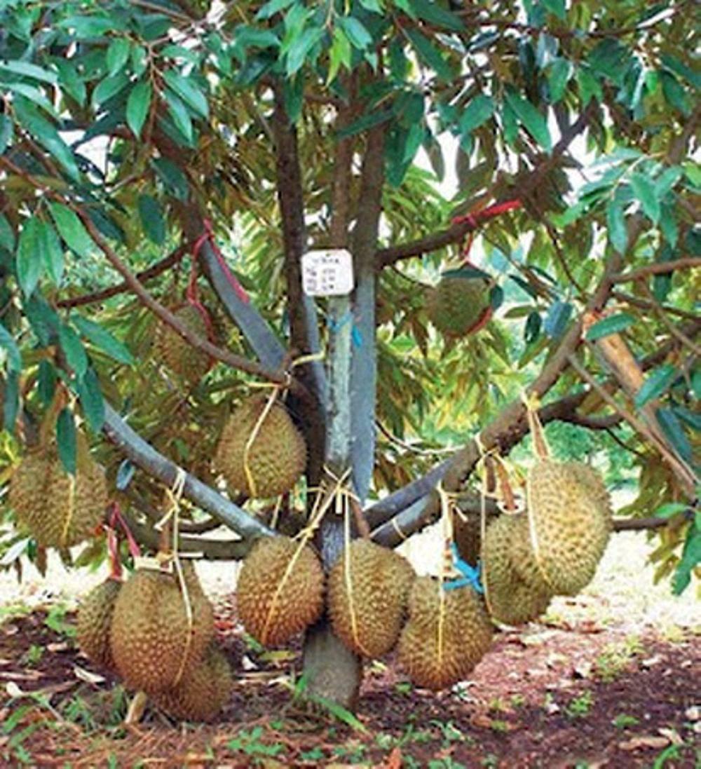 BIBIT DURIAN MONTONG MERAH ASLI