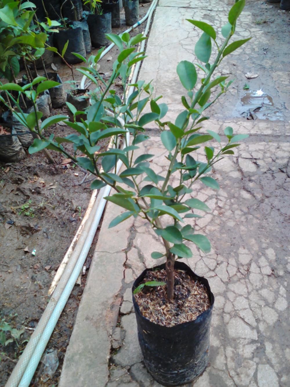 Bibit Jeruk Lemon BANGKOK(3Gratis 1 Bibit Jeruk Manis)