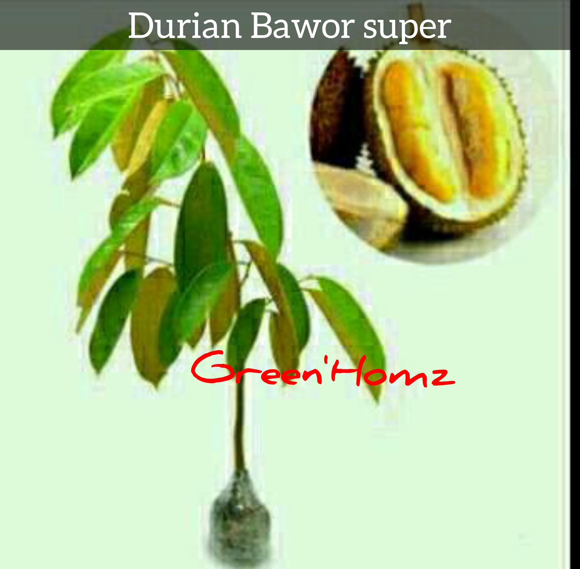bibit durian bawor super/bawor unggulan