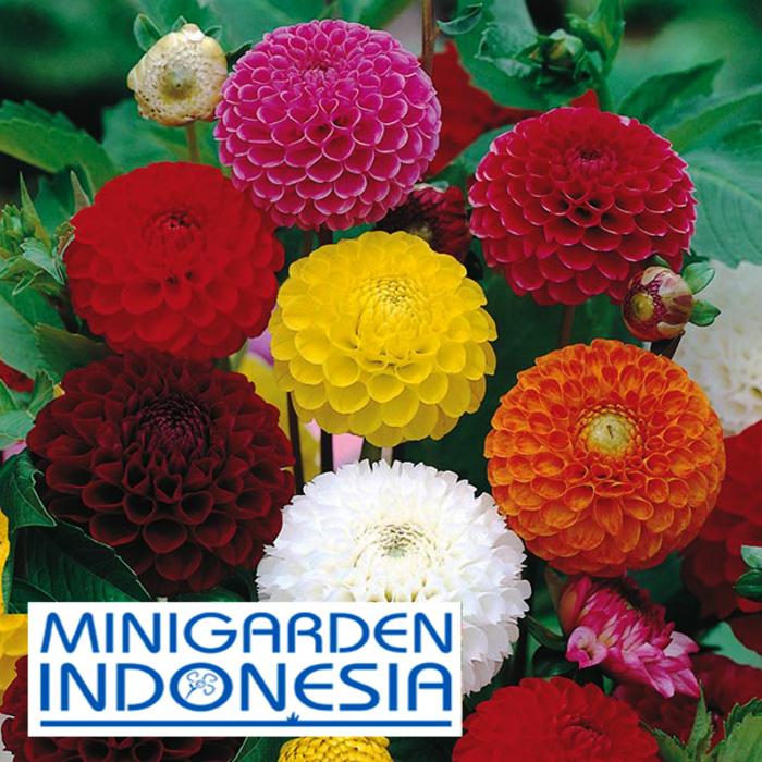 3 Benih Bunga DAHLIA Pompon Mixed F1 Mr. Fothergills Bibit tanaman