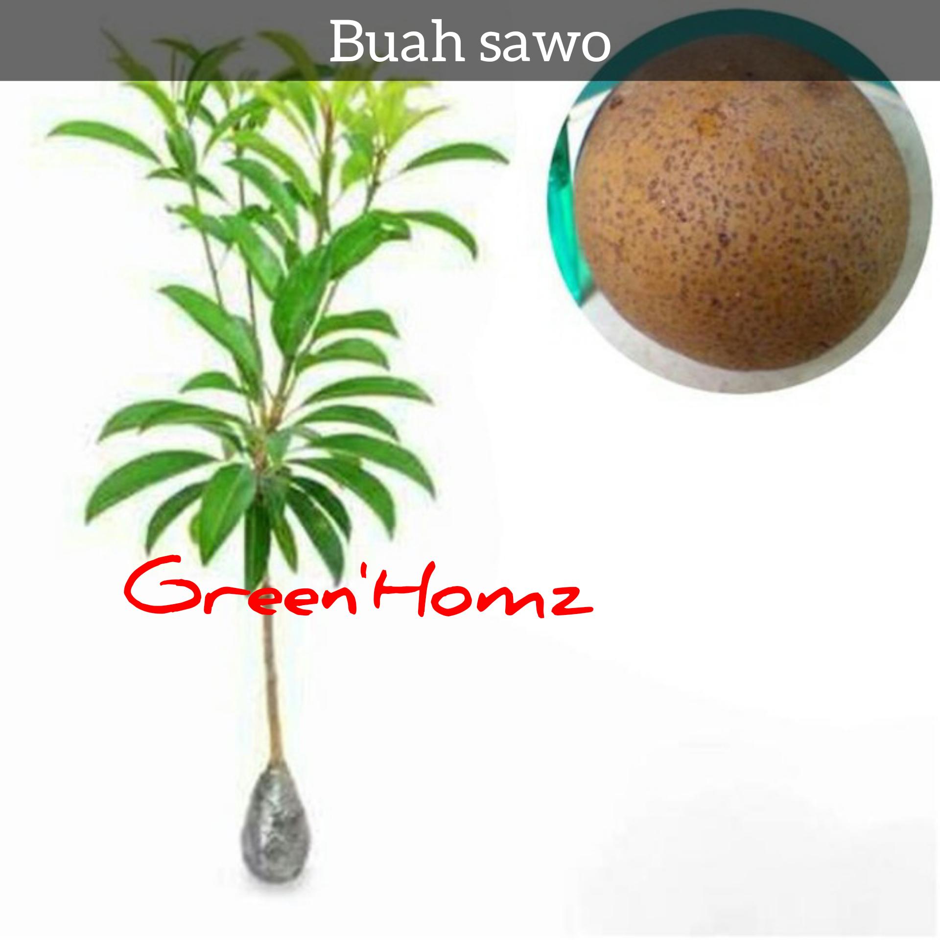 bibit tanaman buah sawo jumbo