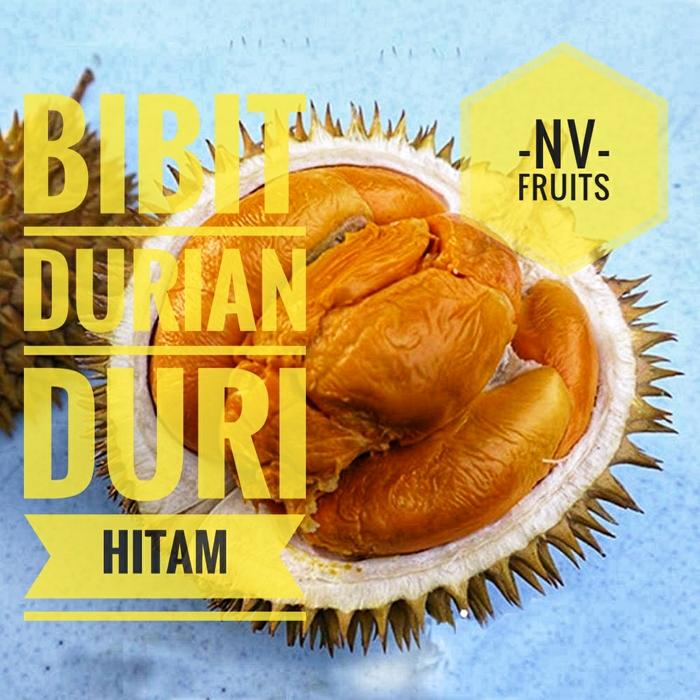 Bibit Buah Durian Duri Hitam