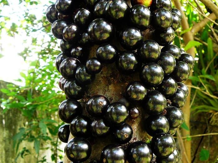 Anggur Brazil
