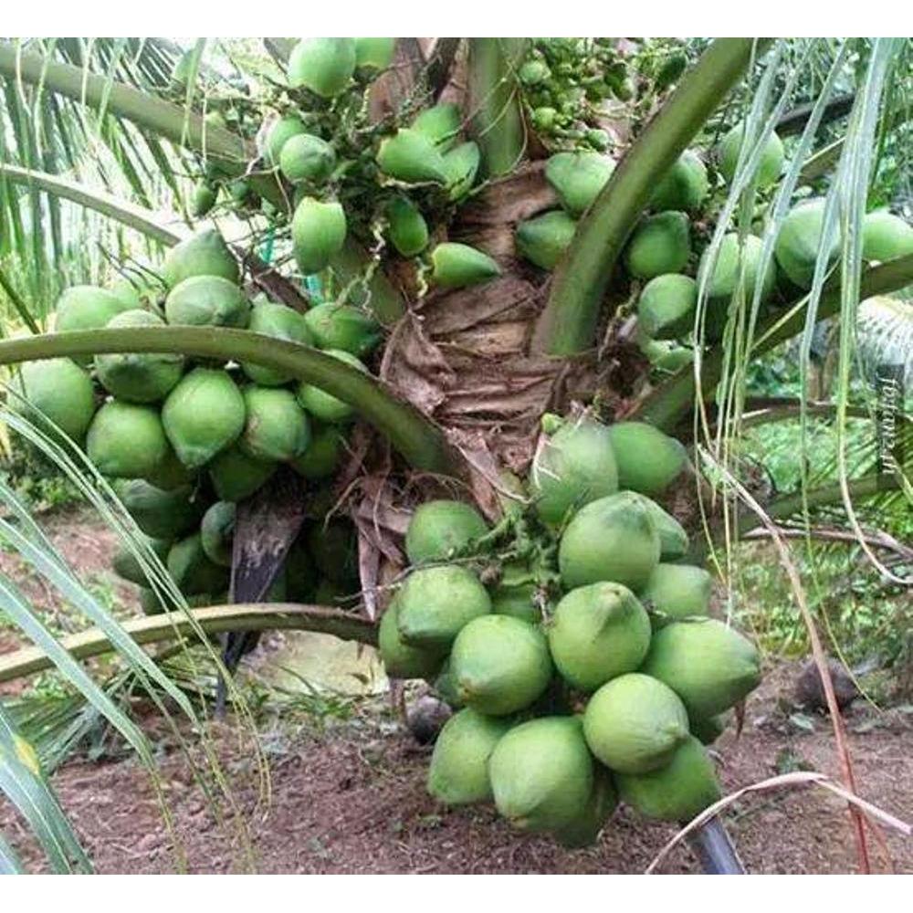 Bibit Kelapa Pandan Wangi Thailand Asli Import