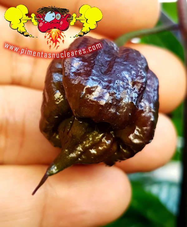 Amefurashi 10 Bibit / Benih / Seed Cabe Purple Carolina Reaper Hot Pepper Cabe Pedas