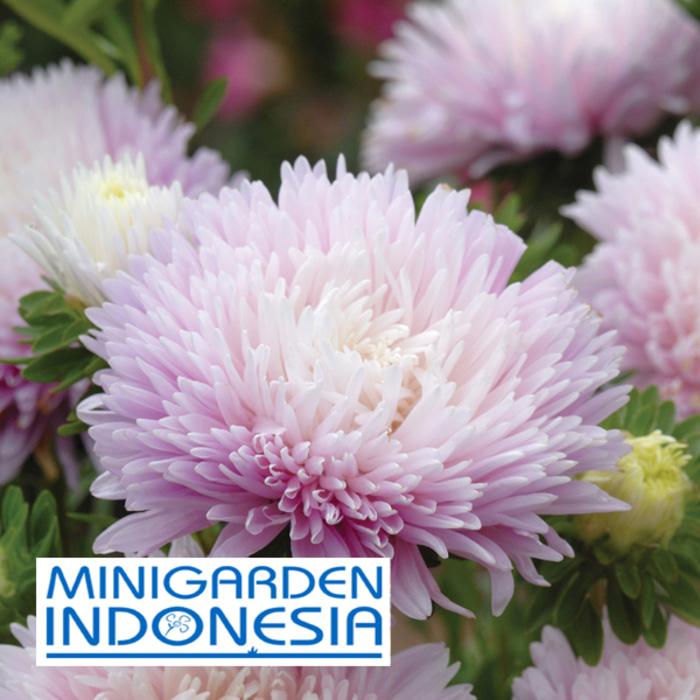 Rp 5.000 5 Benih Bunga Aster Kingsize Appleblossom F1 Mr. Fothergills Bibit tanamanIDR5000