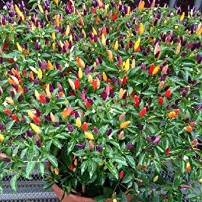 SALE - Benih-Bibit Cabai Hias Pelangi Bolivian Rainbow (Mix Garden) Import