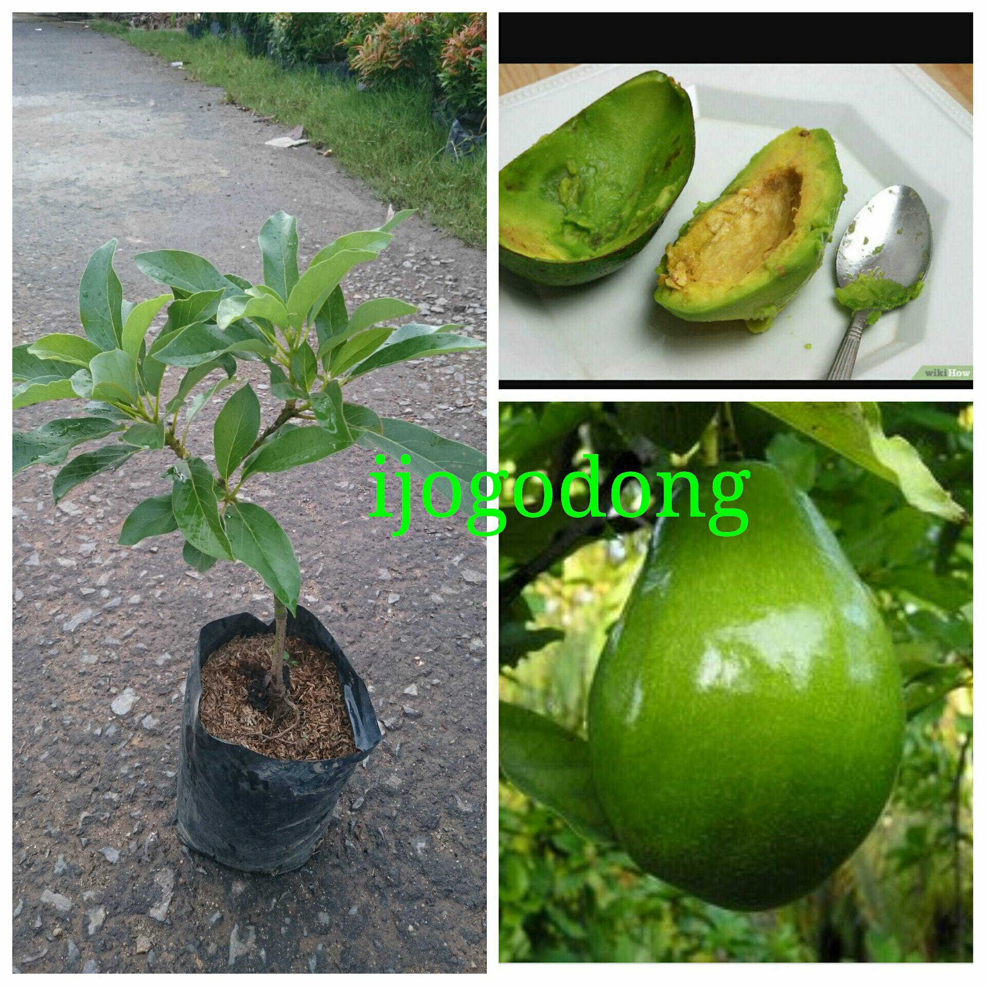 Bibit Alpukat Miki