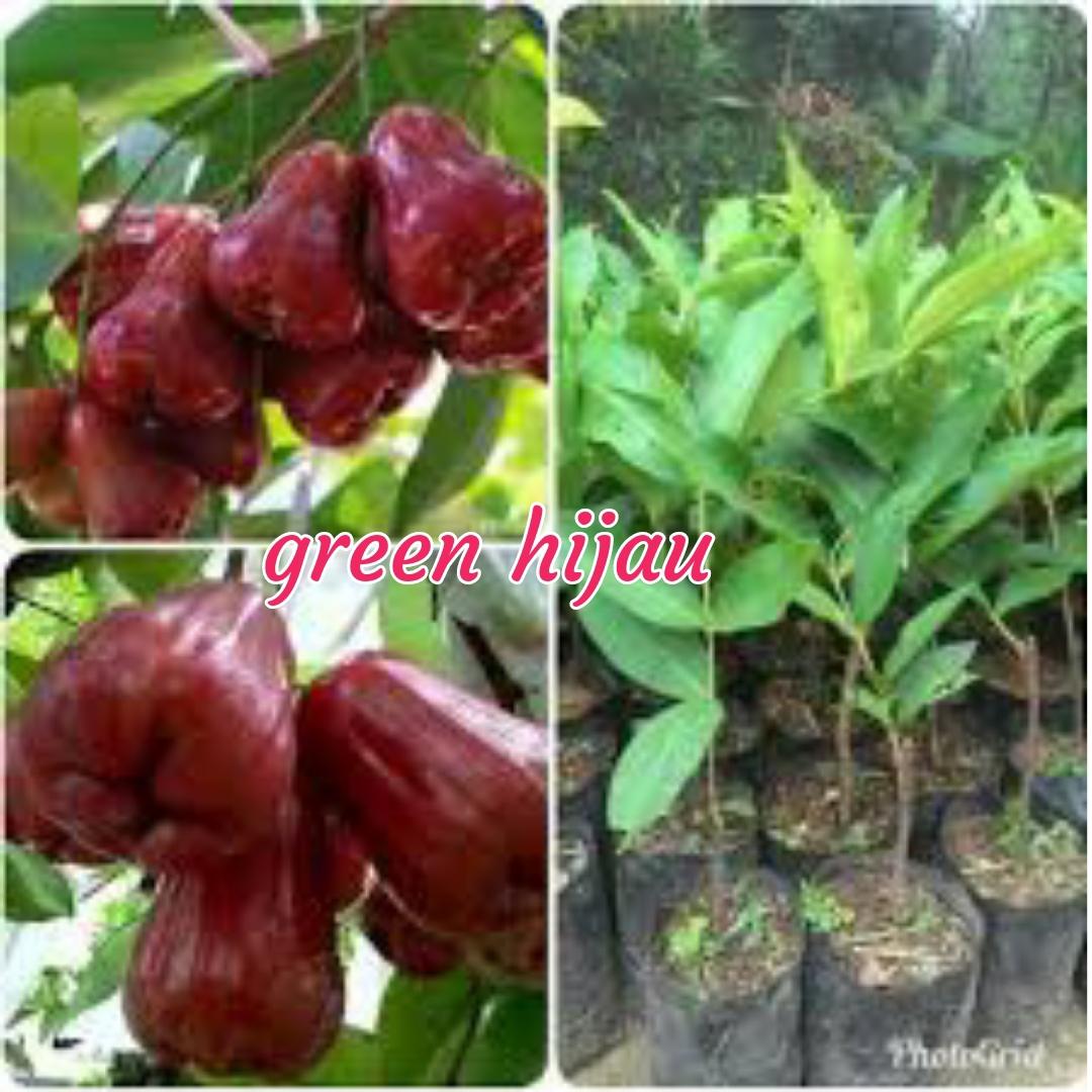 Bibit jambu madu Deli merah unggul