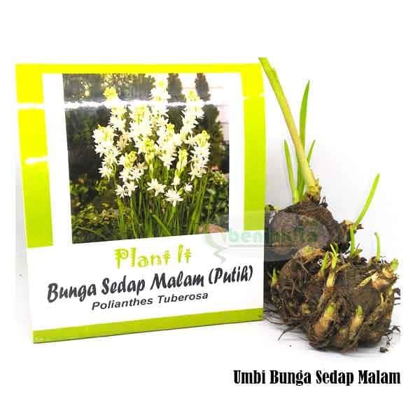 Obral Murah Benih-Bibit Umbi Bunga Sedap Malam (Mix Garden) Harga Grosir