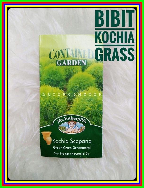 Bibit Rumput Benih Tanaman Kochia Grass Bibit Kochia Grass