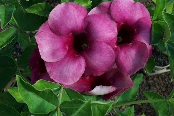 Bibit Tanaman Hias Alamanda Ungu