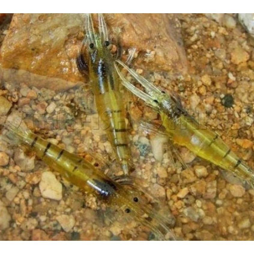 Udang Umpan Pancing Lunak Lembut