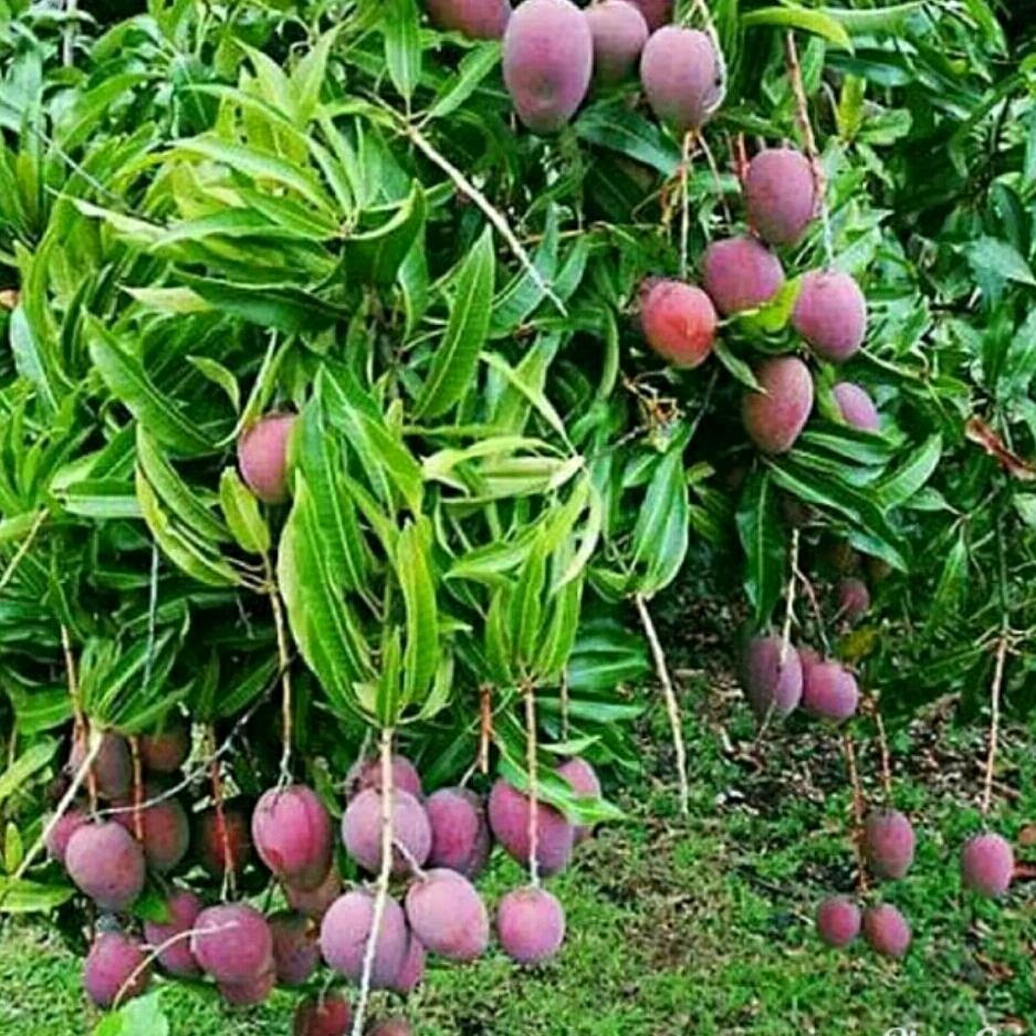 Bibit Mangga Irwin Genjah Super Unggul