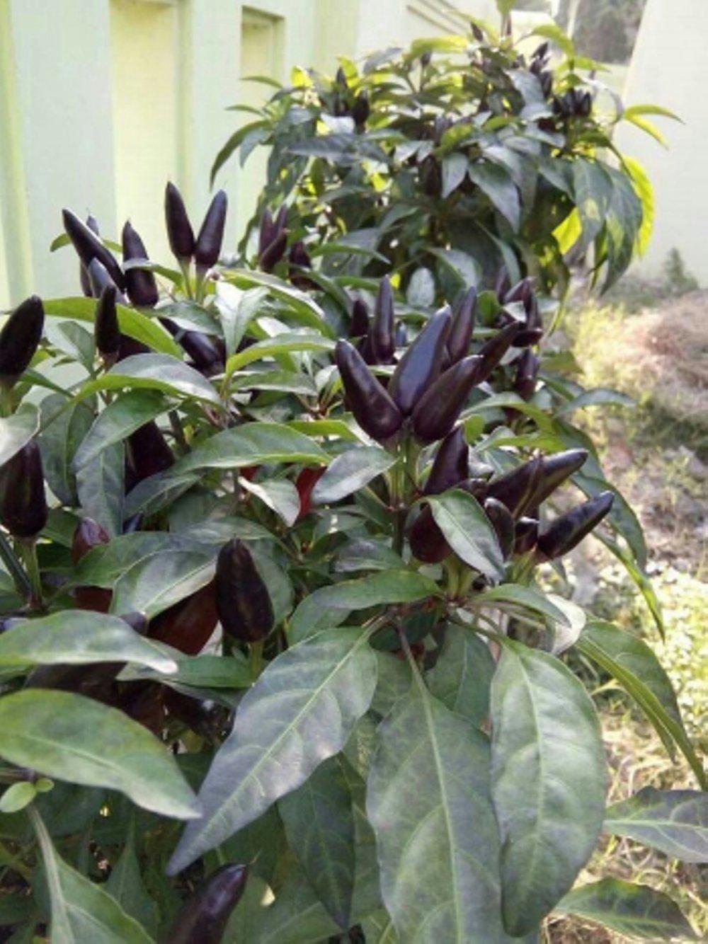 Amefurashi 10 Bibit / Benih / Seed Cabe Black Candlelight Hot Pepper Mudah Tumbuh
