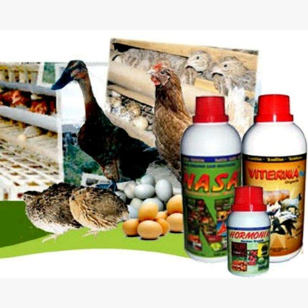 PEKET PETERNAKAN ORGANIK - SUPLEMEN UNGGAS - MENGURANGI RESIKO KEMATIAN AYAM - OBAT AYAM PETELUR - PENAMBAH NAFSU MAKAN KAMBING - OBAT PENGGEMUK BEBEK