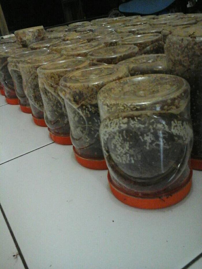 Bibit Kroto Super Untuk Ternak Terlaris di Lazada