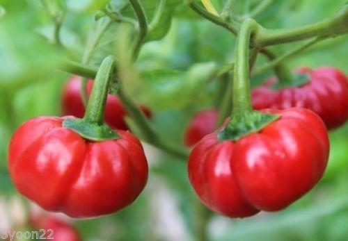 Amefurashi 10 Bibit / Benih /Seeds Cabe Unik Bentuk Labu Pumpkin Pepper Cabe Hias