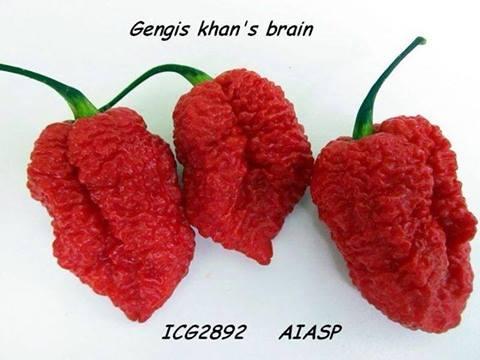 Amefurashi 10 Bibit / Benih / Seed Cabe Genhis Khan Brain Hot Pepper Mudah Tumbuh