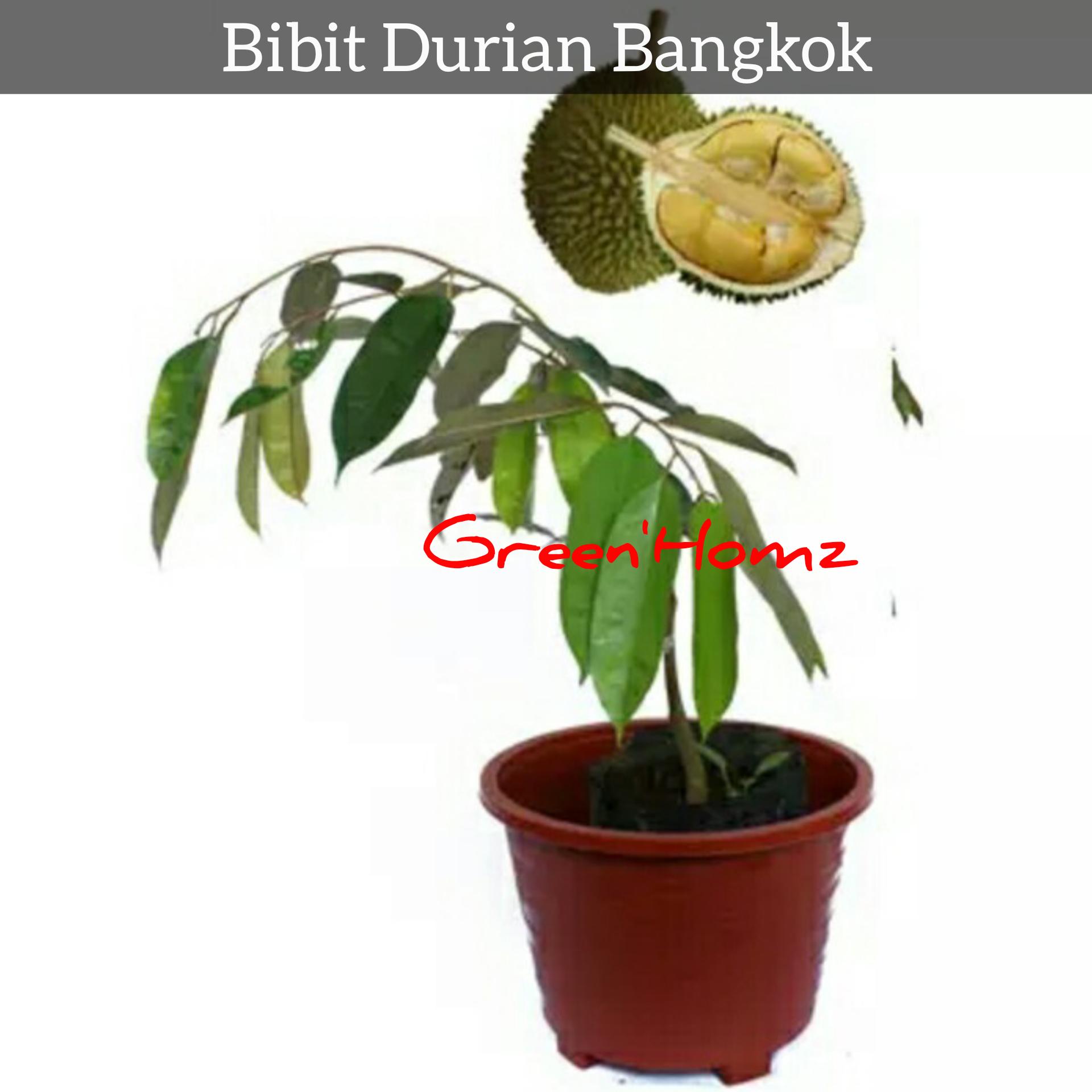 bibit durian bangkok