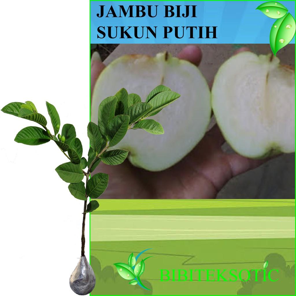 Tanaman Jambu Biji Sukun Putih (Tinggi 60-80 Cm)