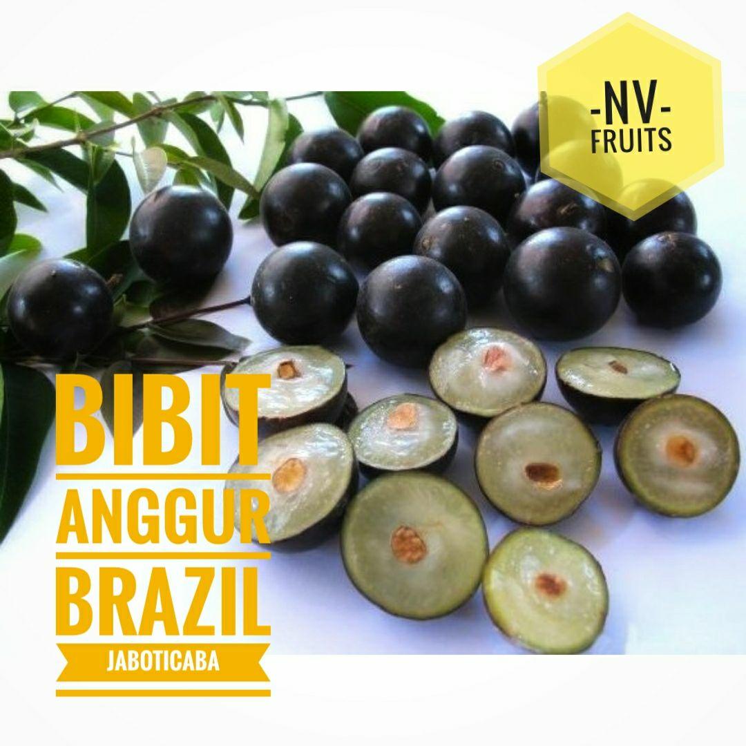 Bibit Buah Anggur Brazil Jaboticaba