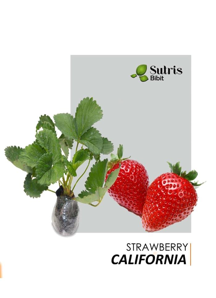 Bibit Tanaman Buah Strawberry California