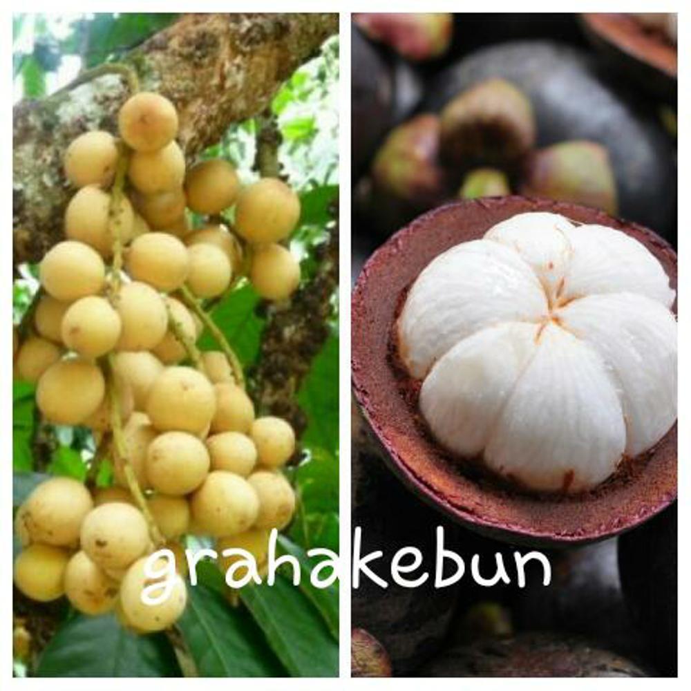 Bibit Duku Dan Bibit Manggis