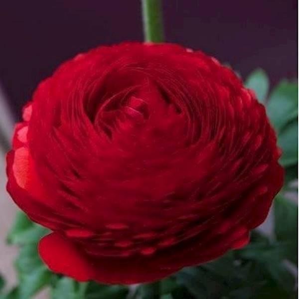 Benih Bibit Biji Bunga Red Ranunculus (Persian Buttercup)