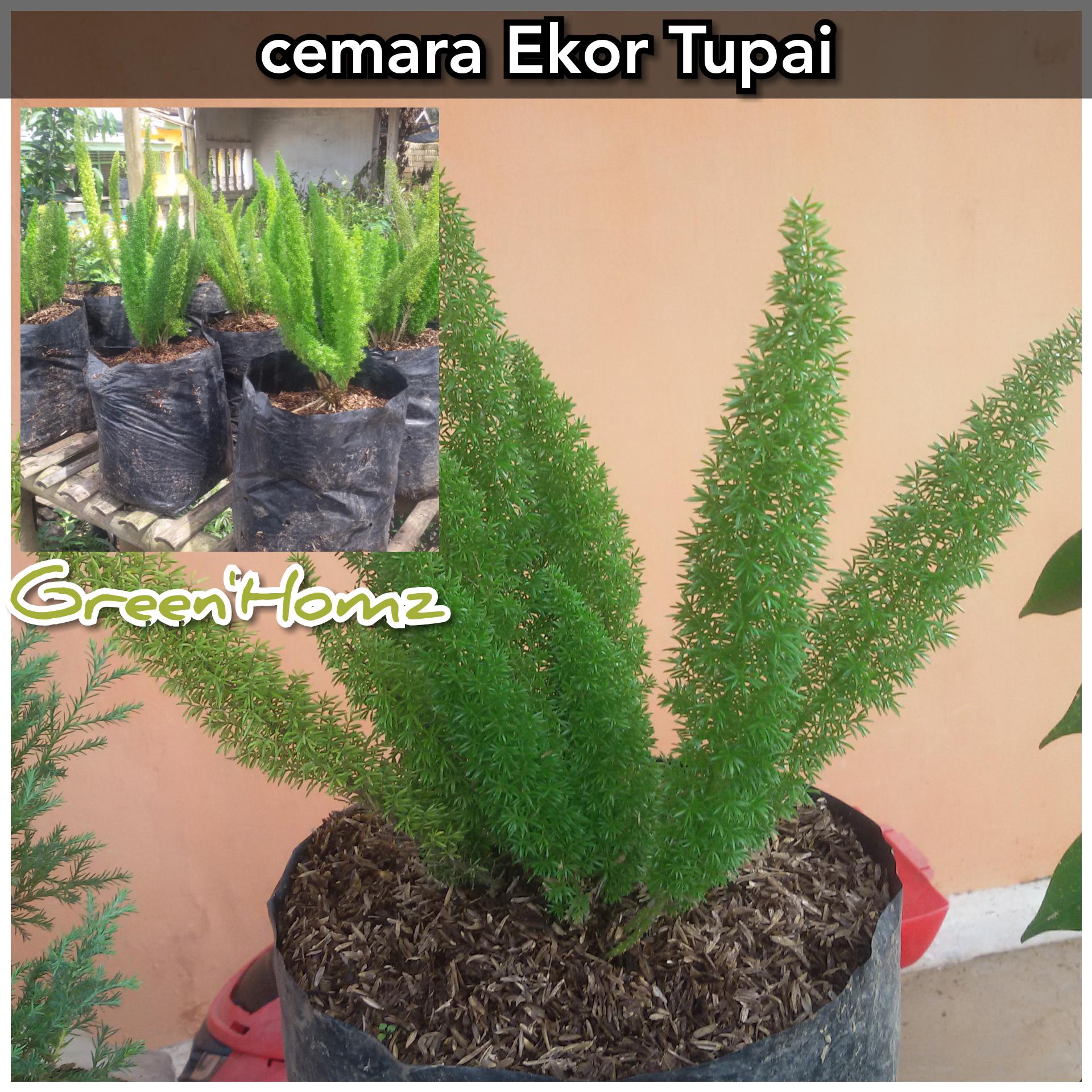 bibit tanaman cemara ekor tupai