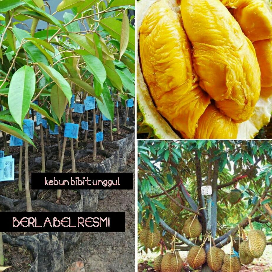 Bibit durian montong berlabel