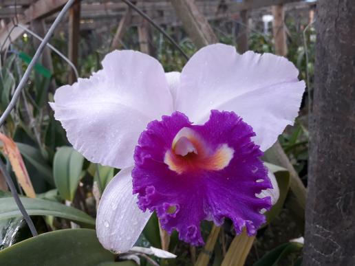 Bibit Anggrek Cattaleya Seedling
